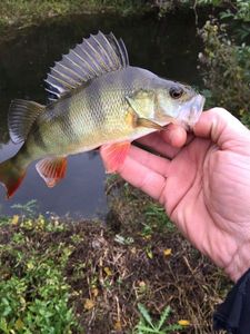 European Perch