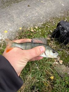European Perch
