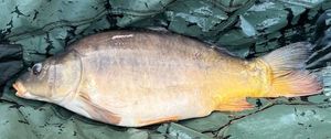 Mirror Carp