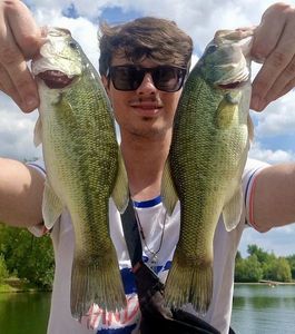 Largemouth Bass