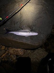 European Bass (Seabass)