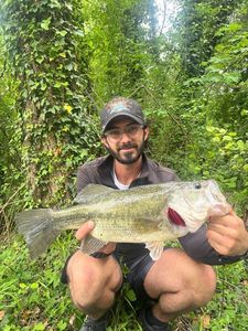 Largemouth Bass
