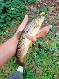 Cutthroat Trout