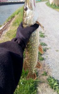 Northern Pike