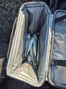 Mackerel