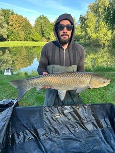Grass Carp