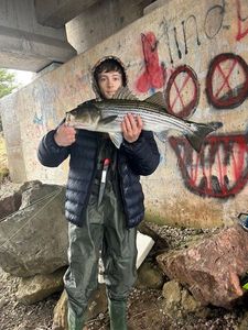 Striped bass