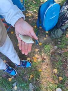 Crucian Carp