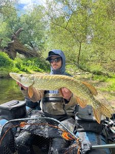 Northern Pike