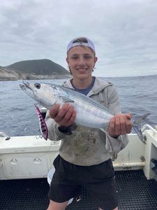Atlantic Bonito