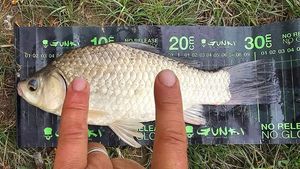 Crucian Carp
