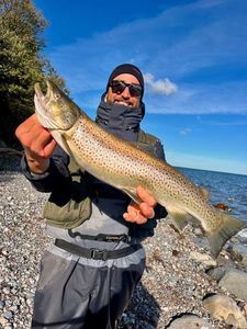 Sea Trout