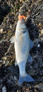European Bass (Seabass)