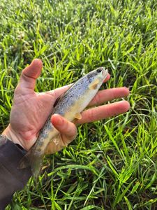 Brown Trout