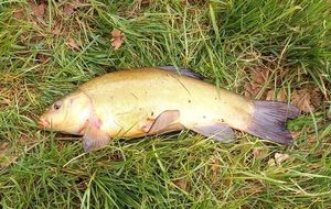 Tench