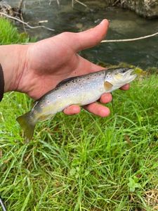 Brown Trout