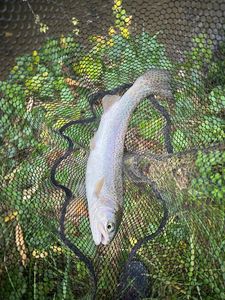 Rainbow Trout