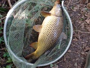 Common Carp
