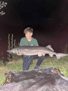 Sturgeon