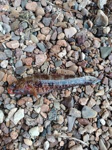 Giant Goby