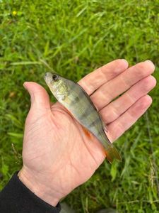 European Perch