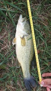 Largemouth Bass