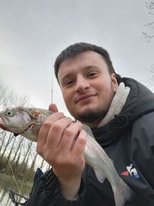 Rainbow Trout