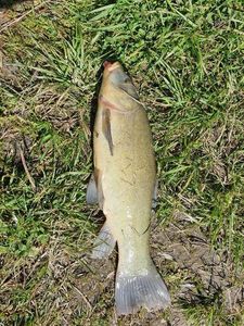 Tench