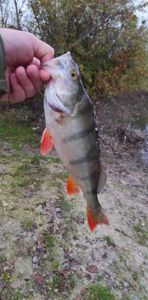 European Perch
