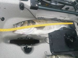European Bass (Seabass)