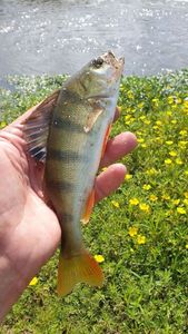 European Perch