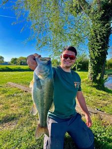 Largemouth Bass