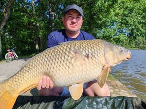 Common Carp