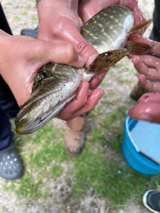 Northern Pike