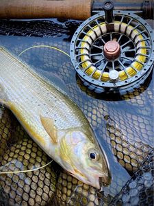 Grayling