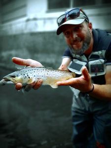 Brown Trout