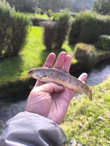 Brown Trout