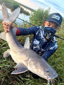 Couma Sea Catfish