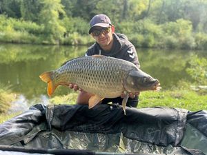 Common Carp