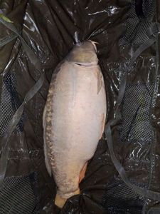 Mirror Carp