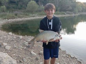 Common Bream