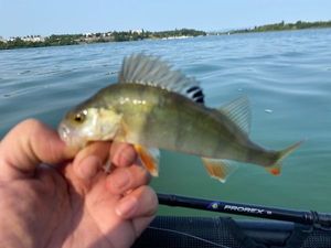 European Perch