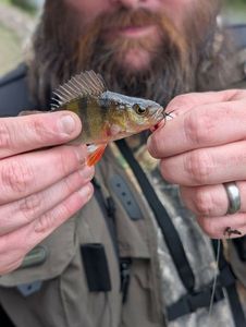 European Perch