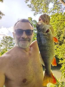 European Perch
