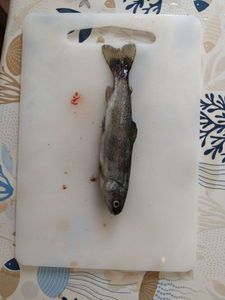 Rainbow Trout