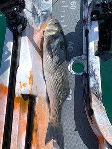 European Bass (Seabass)