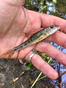 Gudgeon