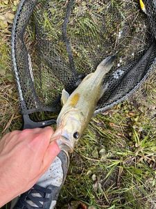 Largemouth Bass