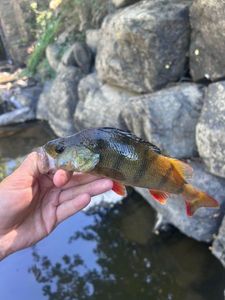 European Perch