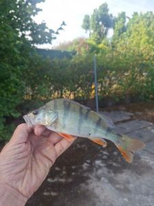 European Perch